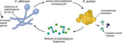 Metabolic Adaptations During Staphylococcus aureus and Candida albicans Co-Infection